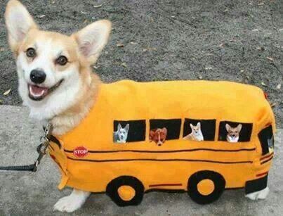 Corgi bus! Corgi Stuff, Halloween Puppy, Dog Breeds List, Corgi Puppy, Dog Halloween Costumes, Cute Corgi, Pembroke Welsh Corgi, Dog Costumes, Sweet Dogs