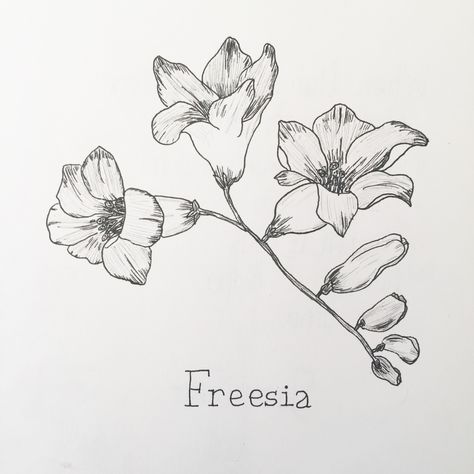 Fresia Drawings, Freesia Flower Tattoo, Freesia Flower Tattoo Design, Freesia Drawing, Freesia Illustration, Freesia Botanical Illustration, F Tattoo, Chinese Drawing, Freesia Flowers