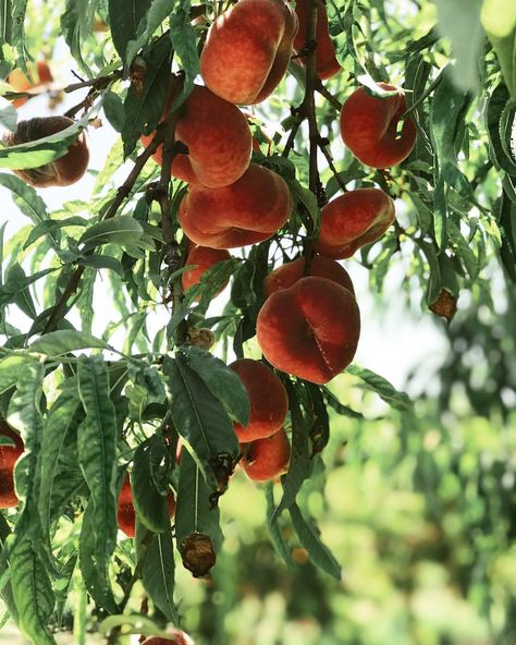 Donut peaches hanging on a tree at a Californian peach orchard.. Download this photo by Kitera Dent on Unsplash Donut Peach, Restaurant Branding, Food Packaging Design, Food Market, Photographing Food, Food Packaging, Food Illustrations, Travel Food, Hd Photos