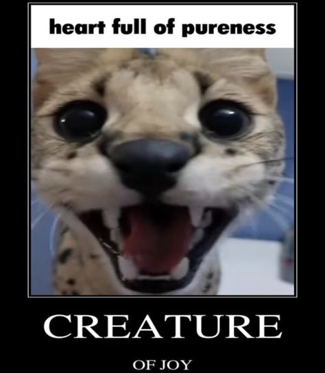 (1) Shoota on Twitter: "https://t.co/RH5LftVB1E" / X African Serval, Serval Cats, Silly Cats Pictures, Cat Boarding, Silly Animals, Silly Pictures, Funny Cute Cats, Silly Cats, Animal Memes