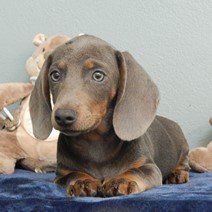 Teckel blauw pups te koop b - Teckel bleu chiots à vendre (5) Dachshund Colors, Baby Dachshund, Dachshund, Puppies, Dogs, Animals, Blue