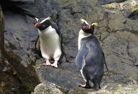 The hike to New Zealand's Munro beach was spectacular on its own, but the added bonus of seeing a Fiordland Crested penguin made this a special day. Penguin Diner, Boulder Beach, Flightless Bird, Cow Pictures, Club Penguin, Dangerous Animals, Milford Sound, Awesome Animals, Cuddly Animals