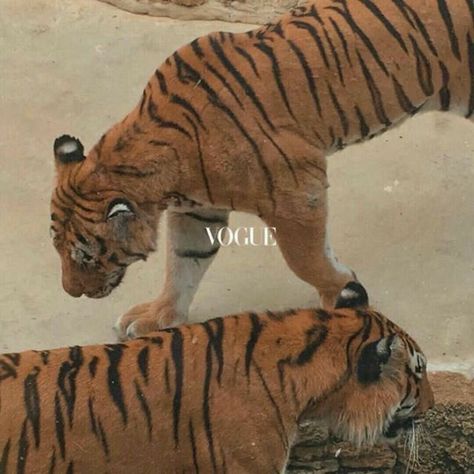 Tiger Aesthetic, Foto Muro Collage, Whats Wallpaper, Boujee Aesthetic, Bedroom Wall Collage, Gray Aesthetic, Orange Aesthetic, Picture Collage Wall, Vogue Covers