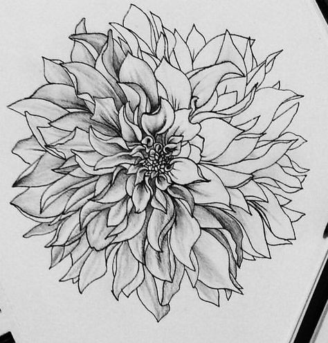 Dalia Flower Drawing, Dahlia Drawing, Drawing Of Dahlia Flower, Draw Dahlia Flower, Black Dahlia Flower Tattoo Design, Black And White Dahlia Tattoo, Black Dahlia Flower Sketch, Chickadee Tattoo, Dahlia Tattoo