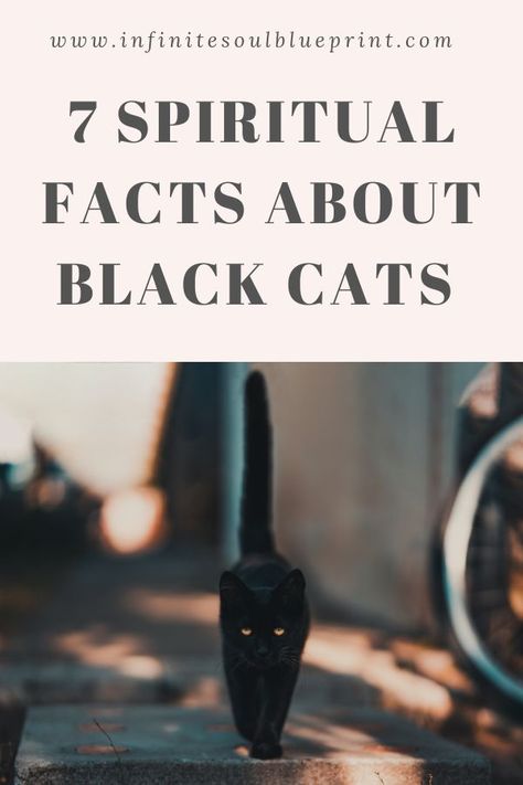 Black cats are often associated with Halloween or superstitions that claim it is bad luck to see one. However, this couldn’t be further from the truth. Black cats have an important meaning especially spiritually. You will not have bad luck if a black cat walks in front of you. Black cats can be quite spiritual and having one come into your life can be very significant. I know from personal experience of having three black cats show up at my doorstep. Black Cat Crossed My Path, Black Cat Crossing Your Path Meaning, Cats And Magic, Black Cats Are Good Luck, Spiritual Meaning Of Black Cats, Cats Healing Powers, Black Cat Facts Truths, Black Cat Spirit Animal, Black Cats Facts