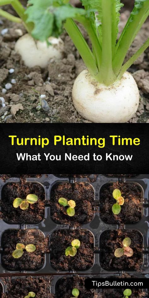 Growing Turnips From Seed, How To Grow Turnips, Turnip Plant, Growing Turnips, Pig Feeder, Nails Fruit, White Turnip, Gardening Tattoo, Pizza Fruit