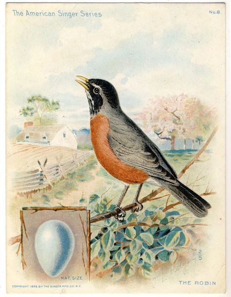 Robin Pictures, Fairy Images, The Graphics Fairy, Bird Clipart, Graphics Fairy, Robin Bird, Images Vintage, Bird Pictures, Bird Illustration