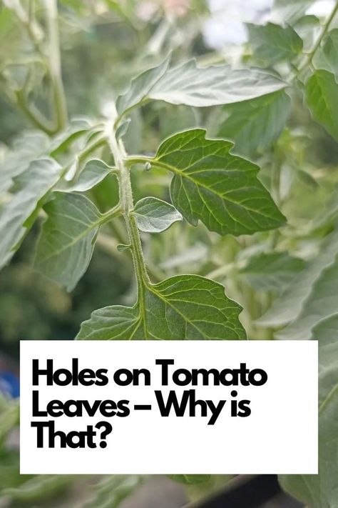 Delve into the world of tomato plant care and uncover the reasons causing holes on your tomato leaves. Explore potential culprits like pests such as caterpillars or insects, as well as environmental factors like hail or diseases. Learn how these holes can impact your tomato plant's health and yield. IG Photo by: ascklee Tomato Leaves, Types Of Insects, Tomato Plant, Plant Pests, Plant Diseases, Plant Health, Tomato Plants, Garden And Yard, Plant Care