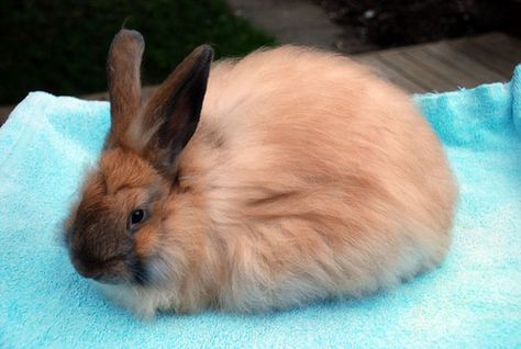 French Angora Rabbits. March 2013 Litter Sire: Black Foot's Coal Dam: Black Foot's Popcorn This is a lovely doe. www.heartsongrabbitry.com via vjmarisphotos on Flickr French Angora Rabbit, Angora Bunny, All About Rabbits, Rabbit Breeds, Raising Rabbits, Angora Rabbit, Pet Rabbit, Woodland Creatures, Bunny Rabbit