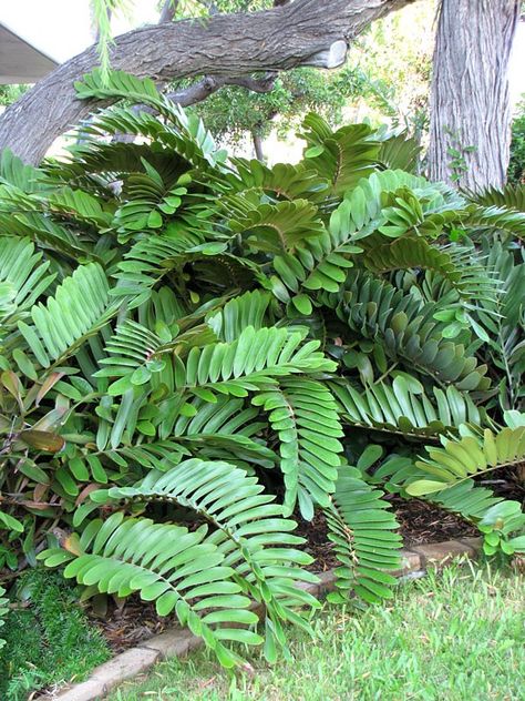 Cardboard Palm, Zamia Furfuracea, Full Sun Container Plants, Arizona Plants, Trees For Front Yard, Indoor Plants Styling, Tropical Garden Design, Pool Landscape Design, Hanging Plant Wall