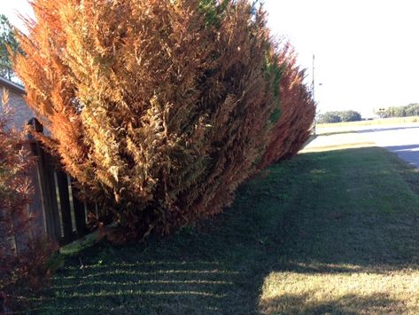 Why Is My Leyland Cypress Turning Brown? Leland Cypress Trees, Leland Cypress, Leyland Cypress Trees, Cyprus Trees, Leyland Cypress, Hinoki Cypress, Italian Cypress, Types Of Fungi, Tree Removal