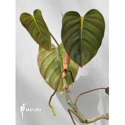 Philodendron esmeraldense Philodendron Plant, Rare Plants, Cool Plants, Tropical Plants, Plant Life, Flower Drawing, Indoor Plants, Garden Plants, House Plants