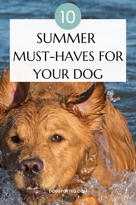 Dogpspotted.com shares the top 10 best products to keep your dog cool this summer! Summer Activities For Dogs, Dog Summer Ideas, Keep Dogs Cool In Summer Ideas, Dog Allergies Remedies, Bathing Dogs Tips, How To Keep Your Dog Cool In The Summer, How To Give Your Dog A Bath, Dog Advice, Dog Swimming