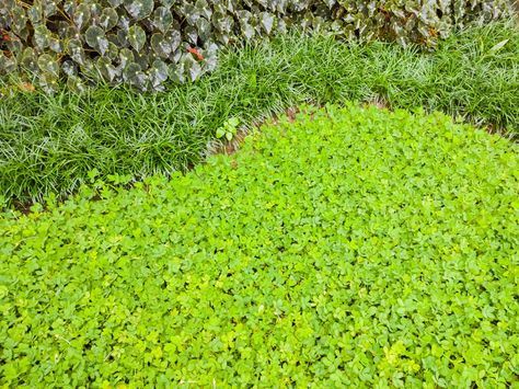 Clover Lawn, Grass Alternative, Clover Seed, Entertaining Dinner, Lawn Alternatives, Container Gardening Flowers, Wedding Party Planning, Master Gardener, Holiday Planning