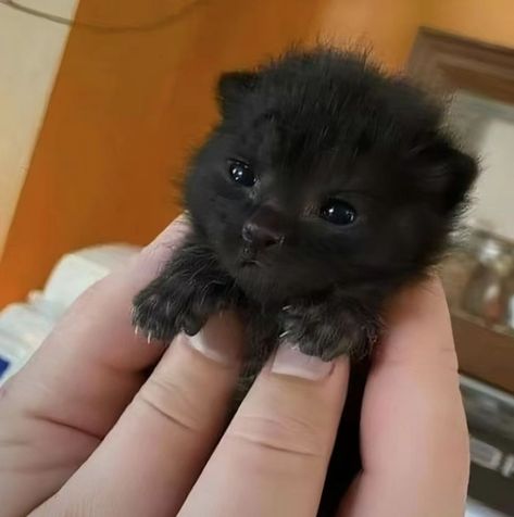 This is a newborn kitten, the size of two thumbs, a very cute cat, right? Very Cute Cat, Newborn Kittens, Cute Black Cat, Silly Cats Pictures, Cute Black Cats, Baby Kittens, Cute Animal Photos, Silly Cats, Pretty Cats