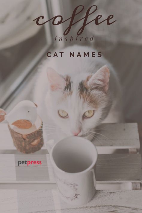 As a coffee enthusiast, it feels fitting to give your best feline friend a coffee cat name or find the perfect cat name inspired by coffee. There are way more creative coffee names than just espresso! Coffee Related Names, Names For Cats, Kittens Care, Girl Cat Names, Coffee Names, Cat Life Hacks, Cat Diseases, Coffee Cat, Kitten Names