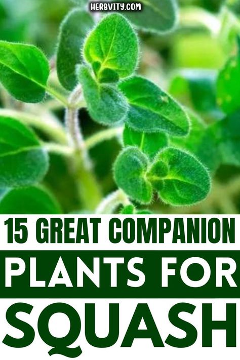 🍅🍋 Growing Squash? Don't Miss These Perfect Companions! 🌱🍓 Embrace the Power of Smart Plant Pairings!" Squash Companion Plants, Plant Pairings, Growing Squash, Best Companion Plants, Companion Planting Guide, Companion Gardening, Squash Plant, Vegetable Garden Diy, Companion Plants