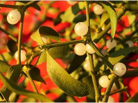 The Mistle-Toe Yule, Red Peppercorn, Dandelion, Grapes, Fruit, Plants, Flowers, Pins