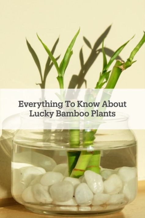 Is your life needing more luck in it? Try growing a lucky bamboo! Here's everything you need to know to keep a #luckybamboo plant thriving! Lucky Bamboo Vase Ideas, Baby Bamboo Plant, Transplanting Bamboo Plants, Lucky Bamboo Aesthetic, Lucky Bamboo Plants Decor, Growing Bamboo Indoors, Lucky Bamboo In Water, Plants Good For Cats, Lucky Bamboo Decor