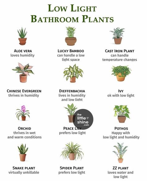 Little DIY Low Light Bathroom, Best Office Plants, Types Of Houseplants, Plant Goals, Household Plants, Plant Care Houseplant, Inside Plants, Growing Plants Indoors, Best Indoor Plants