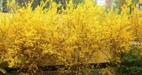 5 Ways to Propagate Forsythia | Gardener’s Path Forsythia Bush, Fast Growing Shrubs, Red Twig Dogwood, Shrubs For Privacy, Twig Dogwood, Plant Care Instructions, Yellow Plants, Garden Insects, Fast Growing Trees