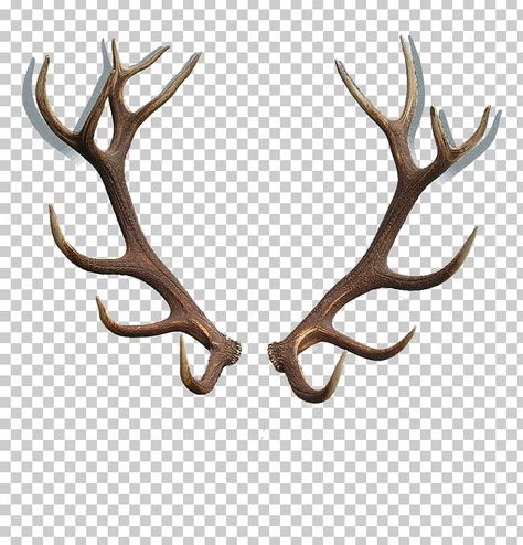 Red Deer Antlers, Deer Drawing Reference, Deer Drawing Sketches, Dear Horns, Deer Antlers Drawing, Deer Line Art, Deer Antler Tattoos, Aesthetic Deer, Antlers Drawing