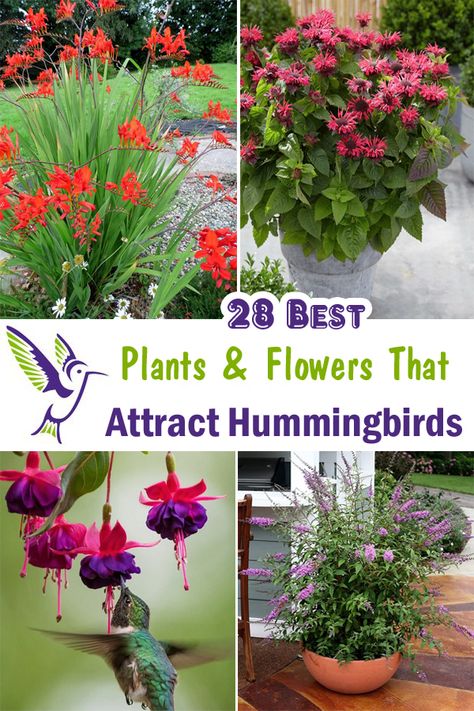 Best Hummingbird Flowers, What Attracts Hummingbirds, Plants Hummingbirds Like, Hummingbird Garden Ideas Backyards, Hummingbird Potted Plants, Flowers That Hummingbirds Like, Hummingbird Attracting Flowers, Flowers For Hummingbirds And Butterflies, Hummingbird Container Garden