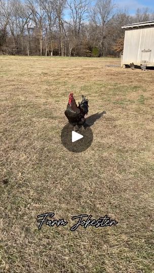 79K views · 1.1K reactions | A moment with Meemaw #haha #dadjokes #chickens #geese #goose #comedy #funnyanimals #featheryfinetime #motherclucker #farmjokester #glowsticks #stupidpeople #grandma #meemaws | Maria Fair Farming Chickens, Chicken Jokes, Gas Money, Chicken Life, Crazy Chicken Lady, Free Range Chickens, Pet Chickens, Chickens Backyard, Dad Jokes