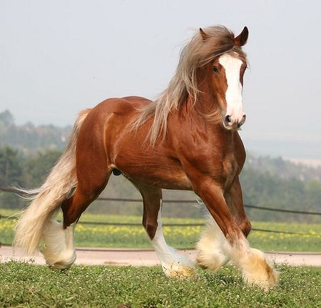 Gypsy Vanner - Horses & Animals Background Wallpapers on Desktop ... Percheron Horse, Shire Horse, Big Horses, Most Beautiful Horses, Majestic Horse, Chestnut Horse, All The Pretty Horses, Horse Crazy, Draft Horses