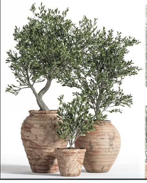 Wabi Sabi Outdoor, Indoor Olive Tree, Potted Olive Tree, Labyrinth Design, Potted Plants Outdoor, Plants Are Friends, Antique Pottery, Patio Plants, Plant Decor Indoor