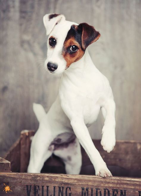 Chien Jack Russel, Jack Russell Puppies, Jack Russell Dogs, Come See Me, Jack Russells, Jack Russel, Sweet Dogs, Fox Terrier, Russell Terrier