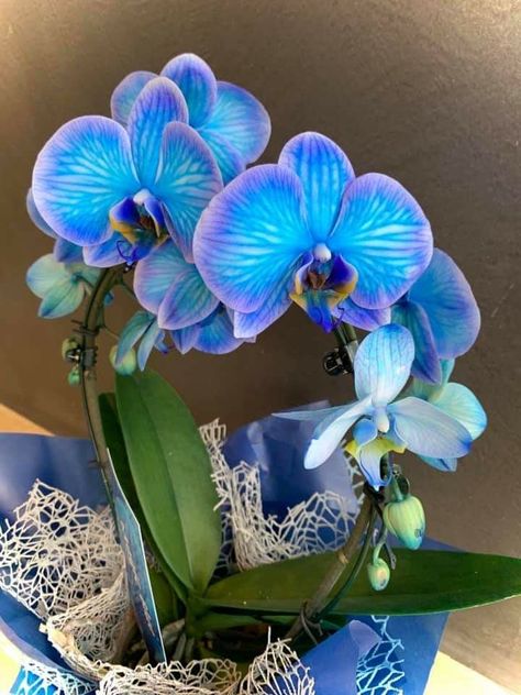 Blue And Purple Orchids, Blue Orchid Flower, Orchid Drawing, Luxury Flower Bouquets, Flower Vase Arrangements, Nothing But Flowers, Blue Orchids, Home Vegetable Garden, Flower Therapy