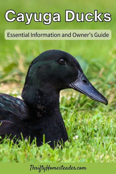 Dual Purpose Duck Breeds, Gothic Homestead, Duck Raising, Duck Keeping, Cayuga Ducks, Duck House Diy, Quack Shack, Mini Homestead, Types Of Ducks