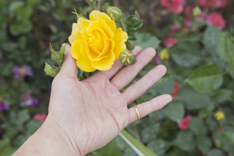 Yellow Rose Meaning, Rose Meaning, Meant To Be Quotes, Romantic Gestures, True Friendship, Love Is Free, Happy Colors, The Meaning, Yellow Roses