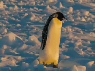 Is everything going wrong? Slipping On Ice, Funny Falling, Zoo Animal Party, Penguin Awareness Day, Government Shutdown, Cute Penguin, Cute Penguins, Zoo Animals, Animal Party