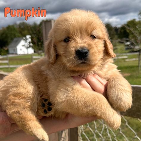 Rachel and Riggs Fall themed litter. They have just started eating soaked puppy food. Getting a little messy so they will have their first bath this week. #hollyhillgoldens #golden #retriever #goldenretriever #goldenretrieversofinstagram #goldenretrievers #goldenretrieverlove #goldenretrieverlovers #goldenretrieverpuppy #goldenretrieverworld #goldenretrieversworld #goldenretrieverlife #goldenretrieversrule Puppy Food, Golden Retriever Puppy, Autumn Theme, Cute Puppies, Golden Retriever, Puppies, Bath, Quick Saves