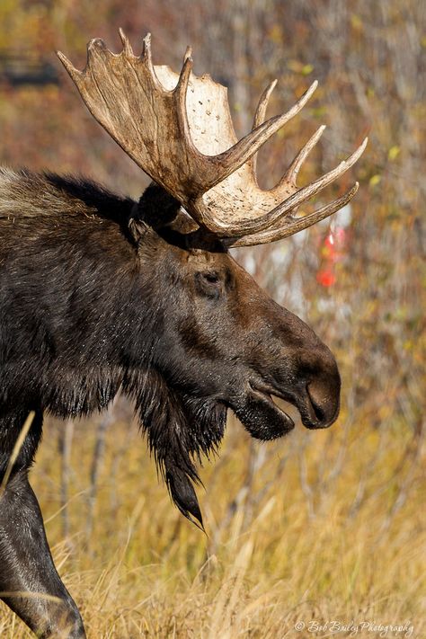 moose -Presumably, early European explorers in North America called this species "elk" due to its size and, as people coming from the British Isles, they would have had no opportunity to see the difference between a member of the genus Cervus and an animal fitting the description of Alces back in Europe, absent there during the 17th and 18th centuries Moose Pics, Moose Pictures, Tattoos Aesthetic, Moose Hunting, North American Animals, Moose Deer, Deer Species, Bull Moose, American Animals