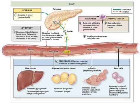 Regulation and Action of Insulin. Insulin is released from beta cells within pancreatic islets in response to high blood glucose. Insulin decreases the level of all nutrient molecules (glucose, fatty acids, and amino acids) within the blood. The uptake of fatty acids and amino acids from the blood limits their availability making it more likely that cells will use glucose available within the blood as their nutrient molecule for cell respiration. Thus, blood glucose more quickly returns to withi Cell Respiration, Nursing School Motivation, Class 11, Nursing School Notes, Biology Notes, Blood Glucose Levels, Glucose Levels, Blood Glucose, Endocrine System