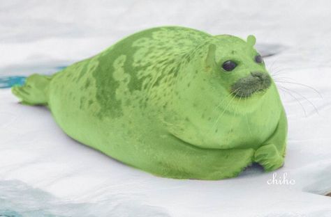 Alien seal Alien Seal, Seal Oc Art, Seal Reference, Funny Seal, Seal Species, Silly Seal, Funny Seals, Seal Meme, Aliens Guy