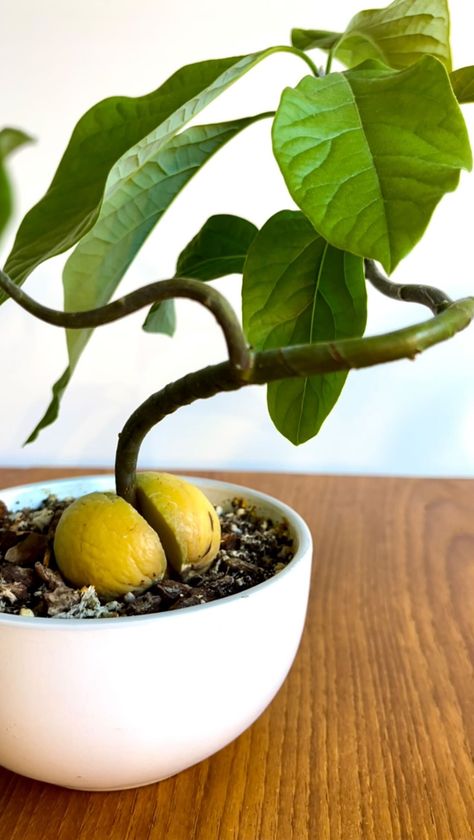 art/food • Instagram Avocado Bonsai, Bonsai Wire, Avocado Plant, Classic Corvette, Magic Garden, Climbing Vines, Brown Flowers, Liquid Fertilizer, Exotic Fruit