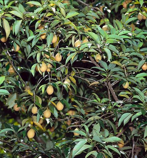 Myristica fragrans - Monaco Nature Encyclopedia Areca Catechu, Myristica Fragrans, Vegetative Reproduction, Penang Island, Air Layering, Cream White Color, Plant Supplies, Tropical Climate, Small Trees