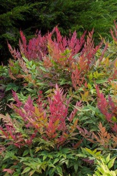 Nandina domestica 'Obsession' Nandina Obsession, Heavenly Bamboo, Nandina Domestica, Bushes And Shrubs, Mountain Nursery, Tiny White Flowers, Growing Gardens, Plant Catalogs, Australian Plants