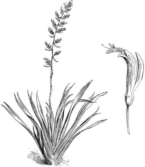 Common New Zealand Flax | ClipArt ETC New Zealand Flax, New Zealand Tattoo, Native Tattoos, Key Tattoos, Watercolor Tattoo Flower, Flax Flowers, Fairy Tattoo Designs, Taurus Tattoos, Travel Sketchbook