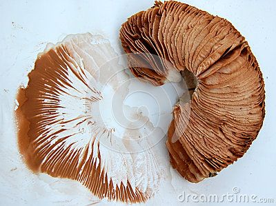 Mushroom Printing, Mushroom Spore Print, Spore Print, A Level Textiles, Paper Image, Brown Mushroom, Mushroom Print, Home Diy Ideas, Home Diy Decor