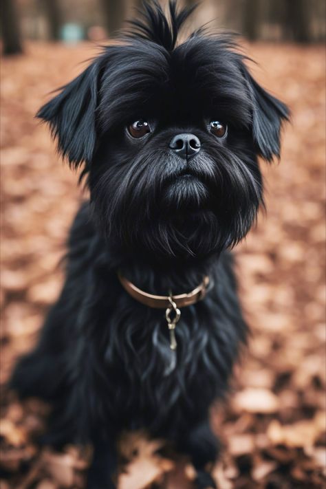 Unveiling the Quirky Charm of Affenpinscher Personality: Traits and Fascinating Facts 🐾🧡 Affenpinscher Puppy, Affenpinscher Dog, Wrote A Book, Dog Ideas, Fascinating Facts, Types Of Dogs, Coffee Table Book, Beloved Dog, Personality Traits