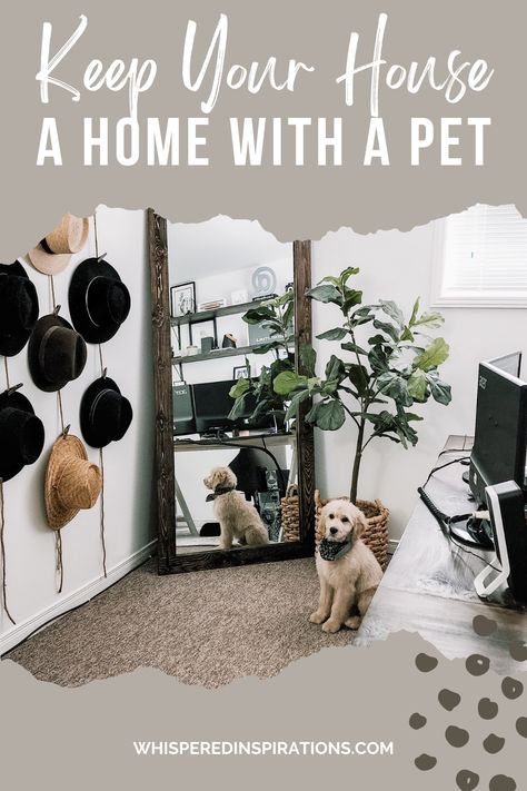 If you're looking to add a new member to the family, there are things to consider. Here is how to keep your house a home with a pet. Pet Friendly Furniture, Astro Turf, Dog Tips, Pet Home, Large Animals, Home Look, Minimal Design, Outdoor Living Space, Dog Friends