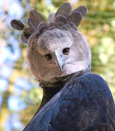 Wildlife Friends 🐸 on Instagram: “Meet The Harpy Eagle, Named After A Monster In Greek Mythology 🦅  Harpy Eagles are considered to be one of the world's largest eagles. This…” Harpy Eagle, Bizarre Photos, Creepy Pictures, Rare Animals, Wildlife Nature, Birds Of Prey, Large Animals, Animals Of The World, 귀여운 동물