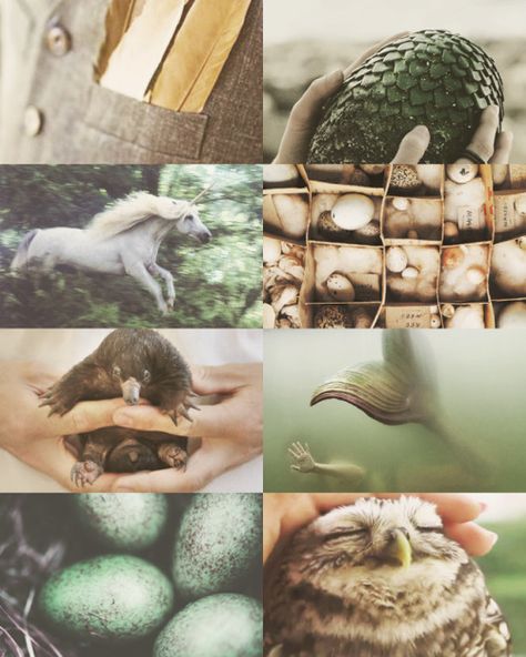 Magizoology Aesthetic, Harry Potter Creatures Aesthetic, Care For Magical Creatures Aesthetic, Care Of Magical Creatures Aesthetic, Care For Magical Creatures, Magical Creatures Aesthetic, Creatures Aesthetic, Harry Potter Magical Creatures, Magical Creatures Harry Potter