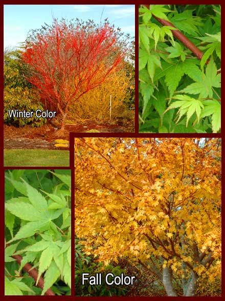 Japanese maple: Sango-kaku (coral bark maple). I love how this ... Japanese Tree Tattoo, Coral Bark Maple, Coral Bark Japanese Maple, Japanese Tree, Hillside Landscaping, Japanese Maple Tree, Summer Yellow, Maple Tree, Japanese Maple