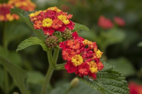 How To Propagate Lantana, Lantana Seeds, Lantana Flower, Lantana Plant, Winter Sowing, Fall Landscaping, Lily Seeds, Container Gardening Flowers, Plant Propagation